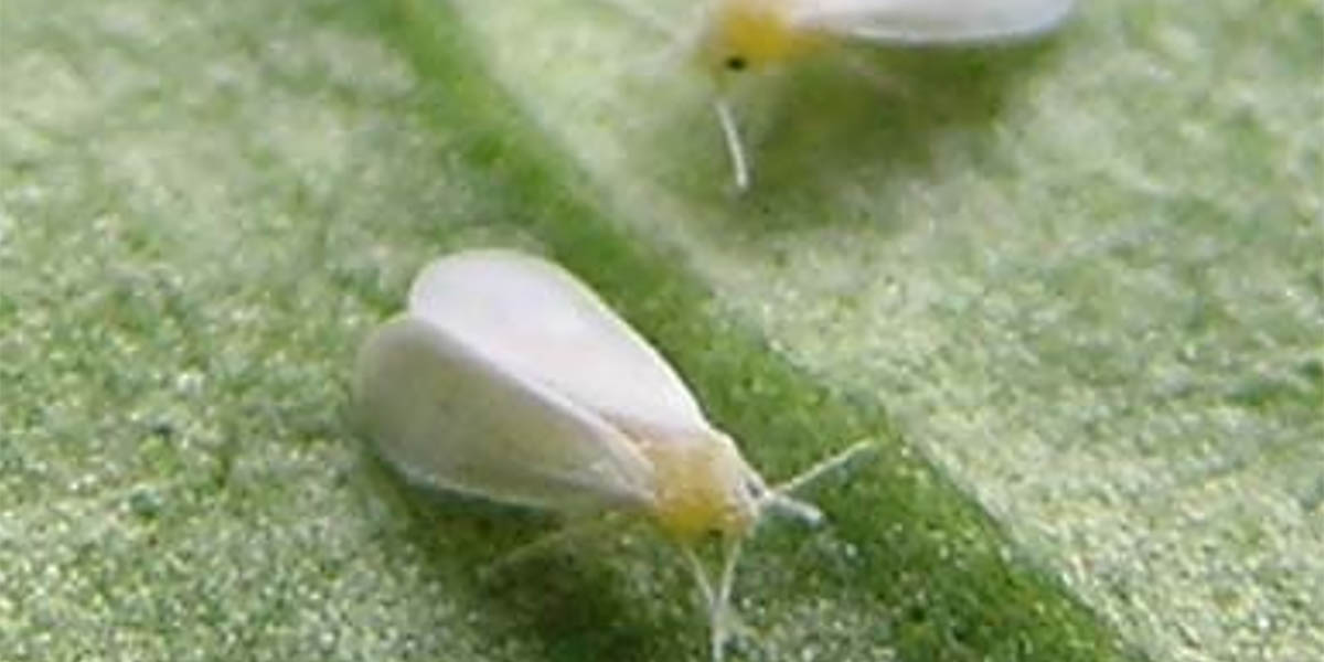 Peperoni in serra: con i nuovi trapianti, torna l’allarme mosca bianca